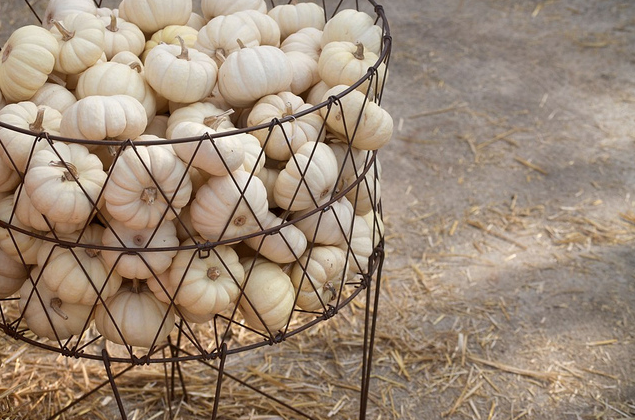 littlebrownpenpumpkins