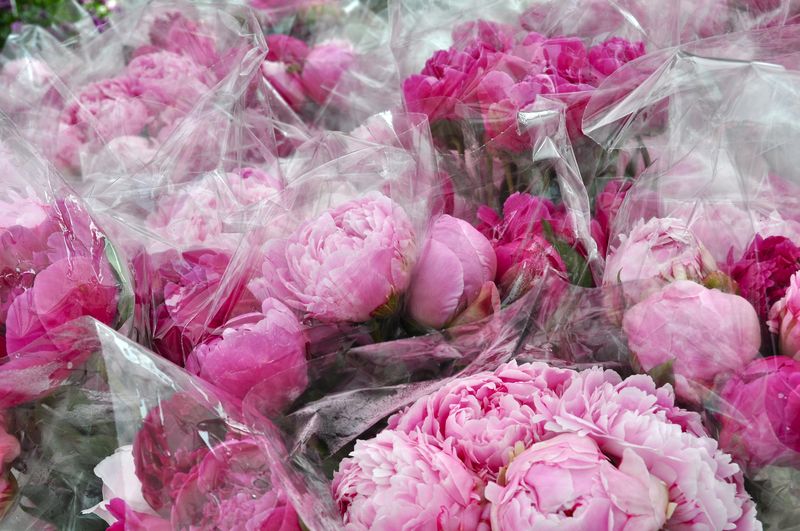 Peonies