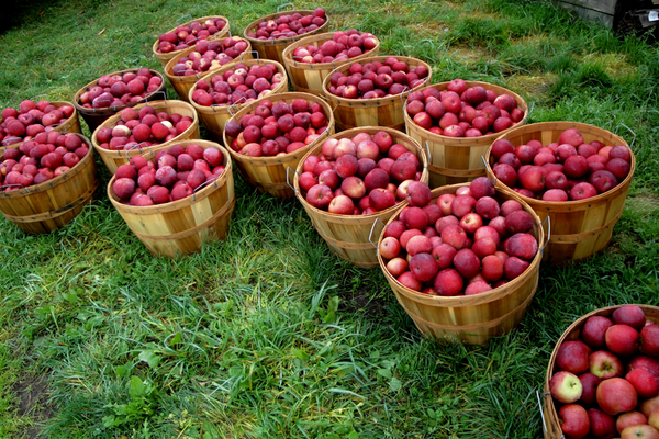 Vermont-apples3