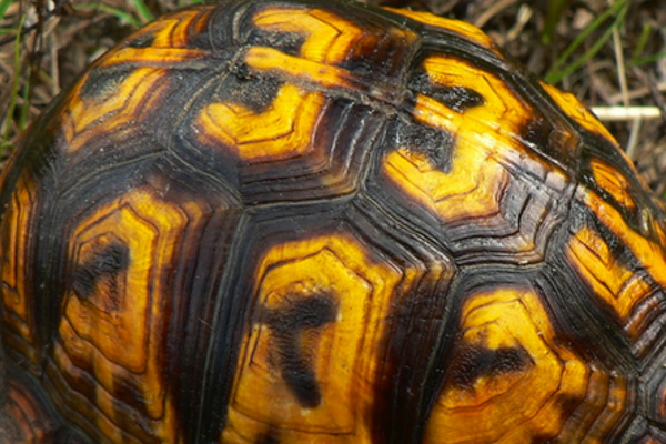 33tortoise