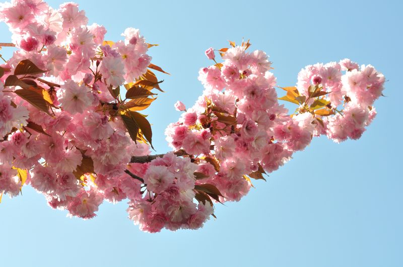 Cherry-blossoms-fleurishing