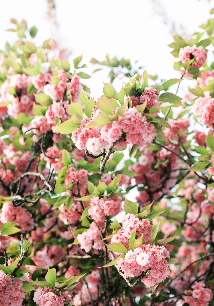 blossoms-in-paris