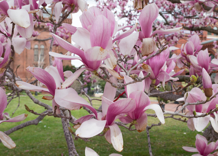 magnolia blooms D.C.