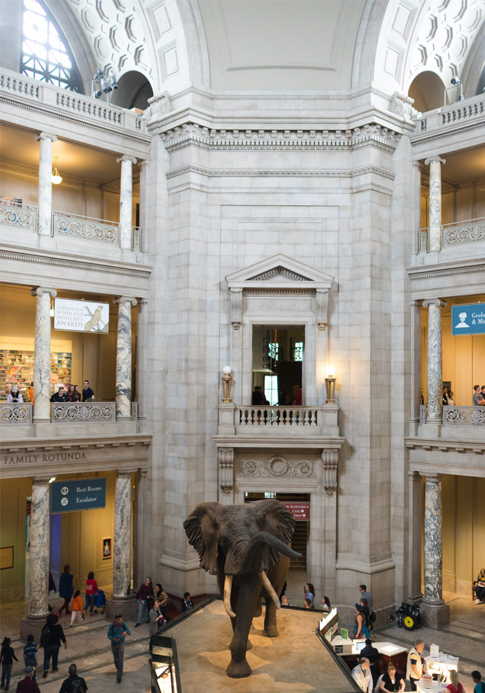 museum of natural history atrium